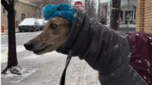 Il proprietario di questo levriero rivela il motivo straziante per cui il cane ha paura di andare sulla neve