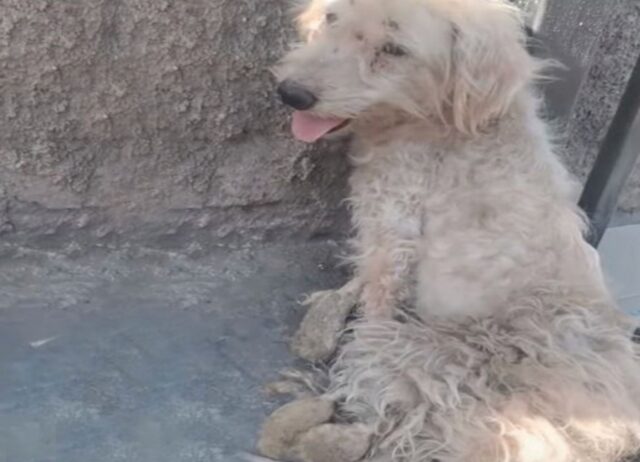 Il suo padrone non lo ha mai amato e lo prendeva a calci, ma ora questo cane ha la mamma migliore del mondo 