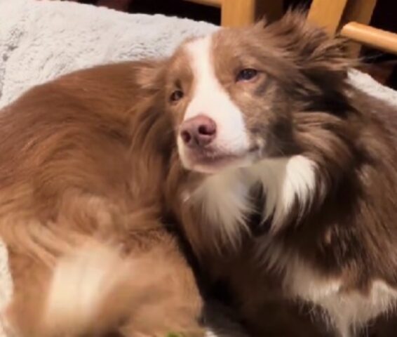 Il suo proprietario va in vacanza e questo Border Collie non riesce a evitare di nascondere tutto il suo dissenso