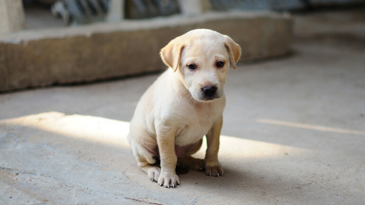 divieto di tenere i cani: carne da mangiare