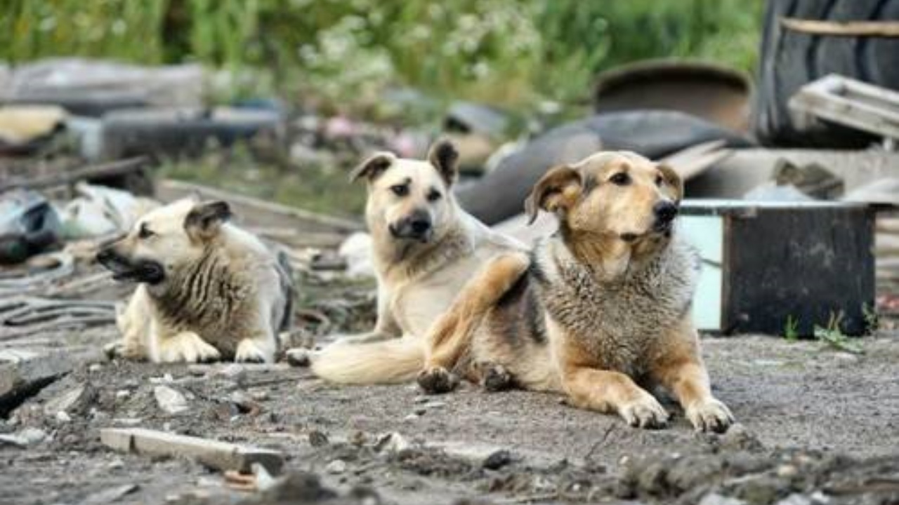 cani randagi di delhi