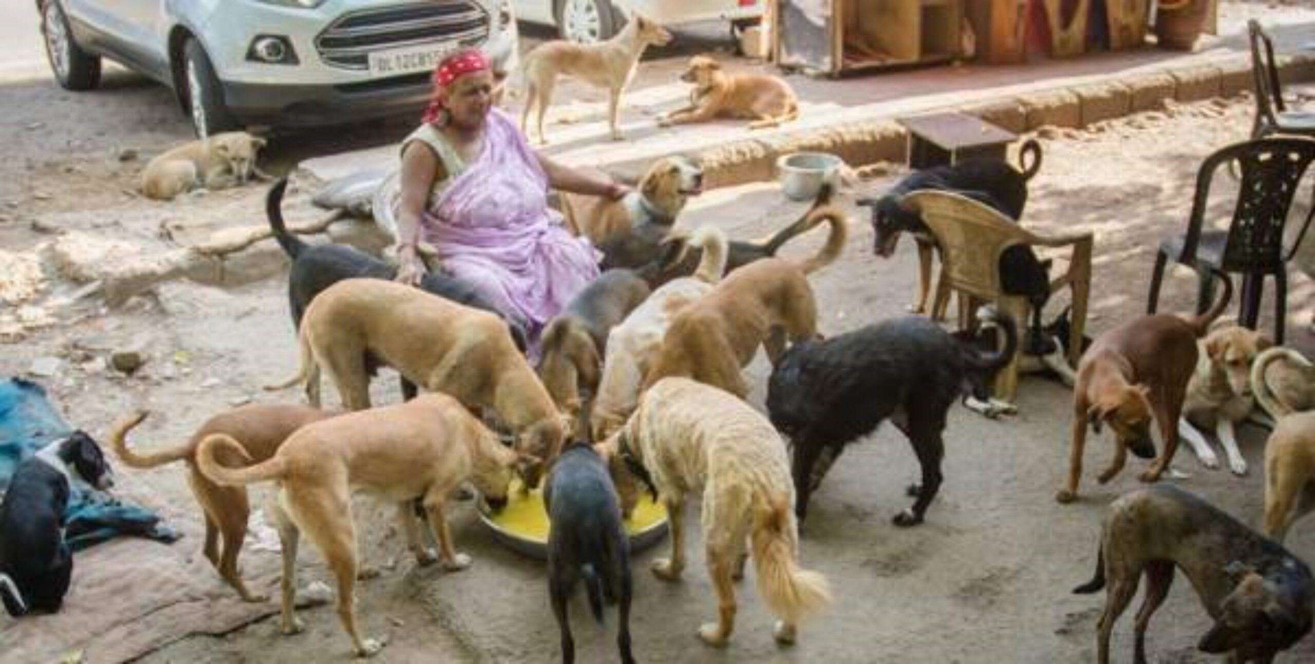 cani randagi problema a delhi