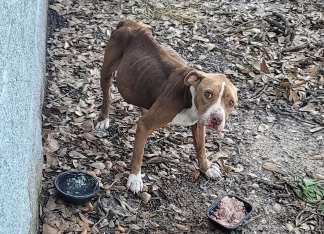 La cagnolina affamata mangiava tutto quello che poteva per sopravvivere dopo il crudele abbandono, le sue condizioni erano tragiche