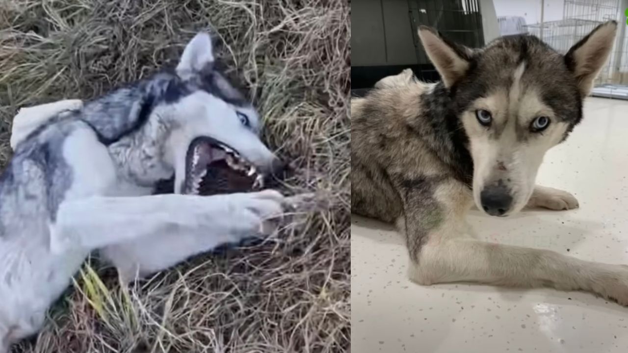 Salvataggio cane con spina dorsale rotta