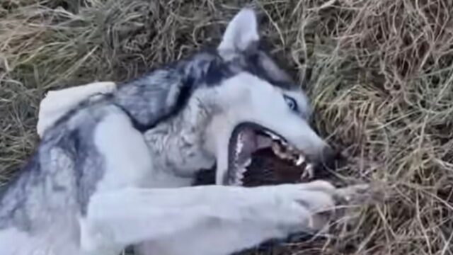 La cagnolona è rimasta lì da sola, con la spina dorsale rotta, piangendo e invocando aiuto per ben 2 giorni – Video