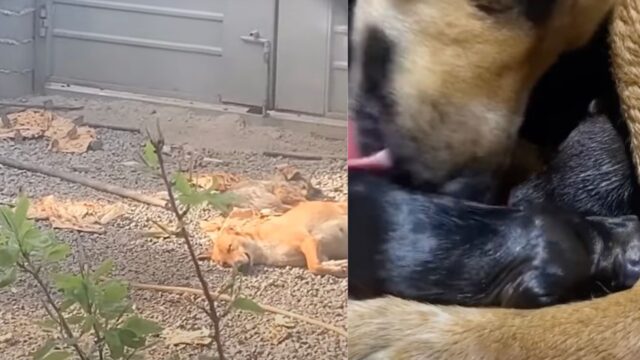 La cagnolona incinta viene cacciata di casa: entra in travaglio davanti al cancello, ma a nessuno sembra importare di lei – Video