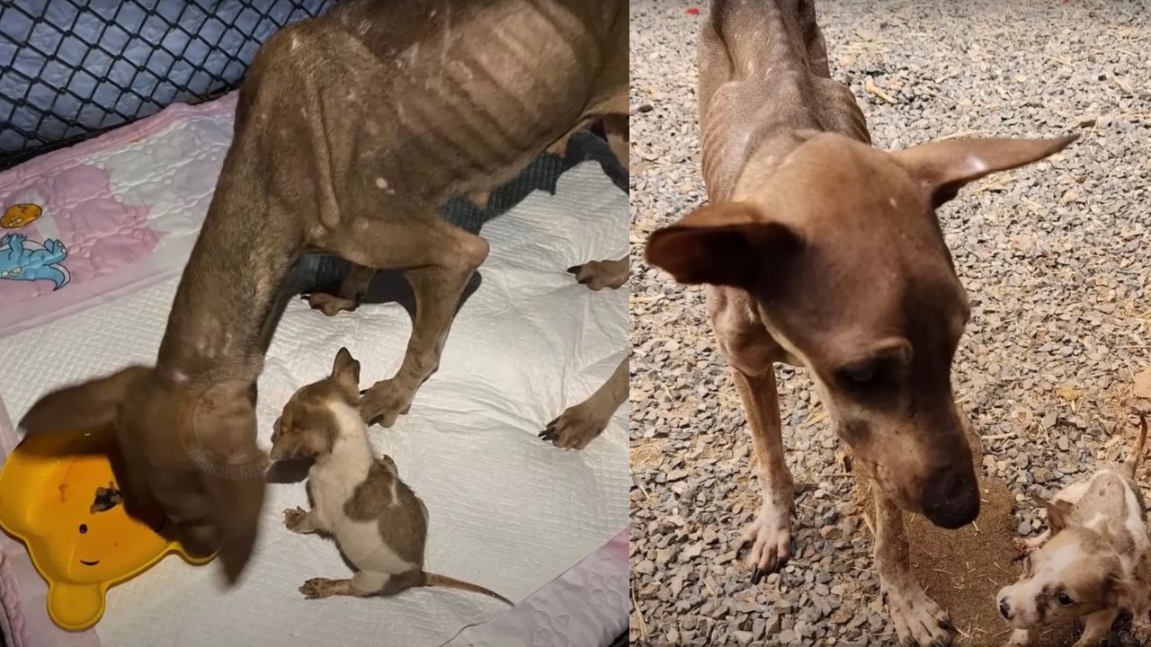 Mamma cane insieme al suo cucciolo