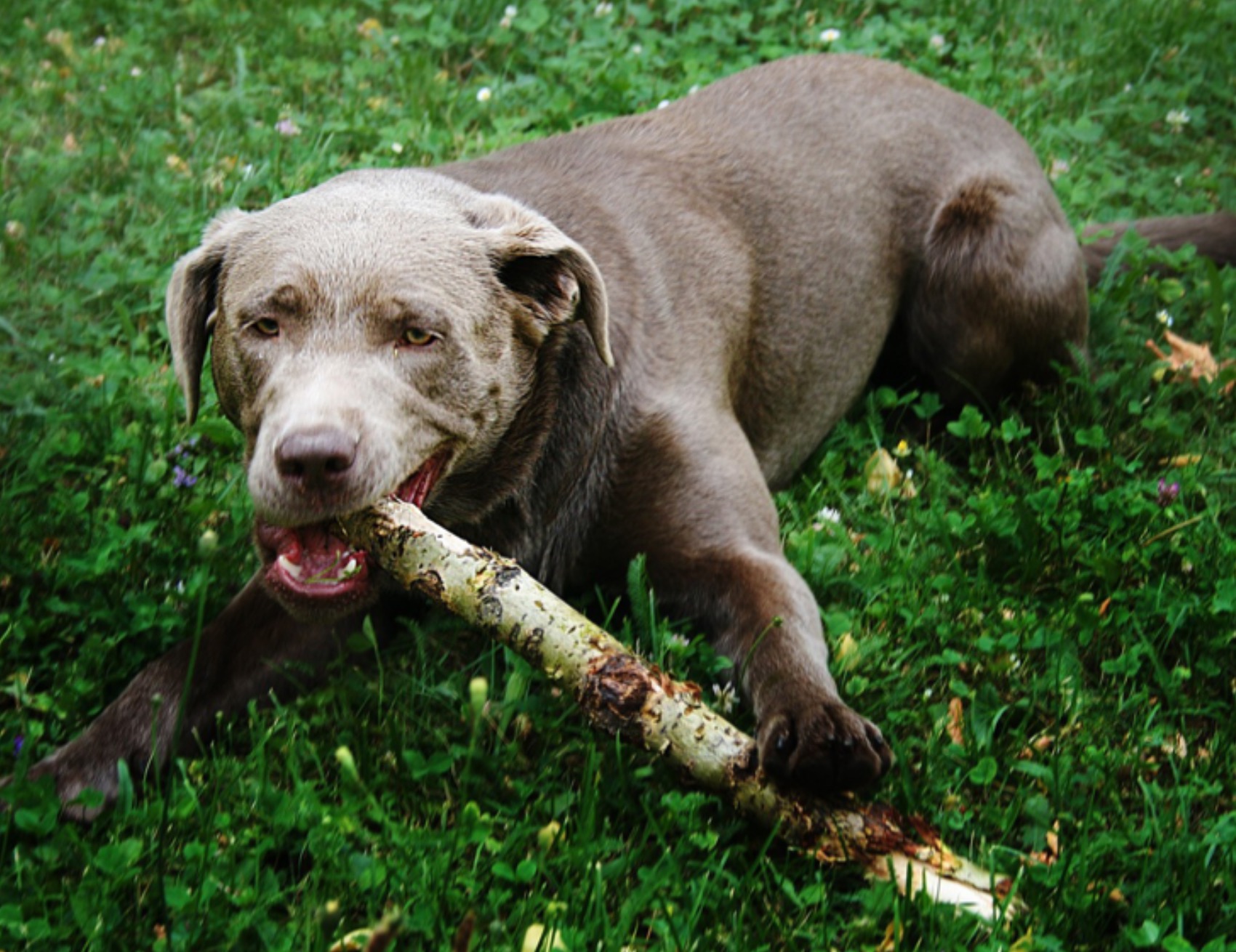 Cane tiene del legno