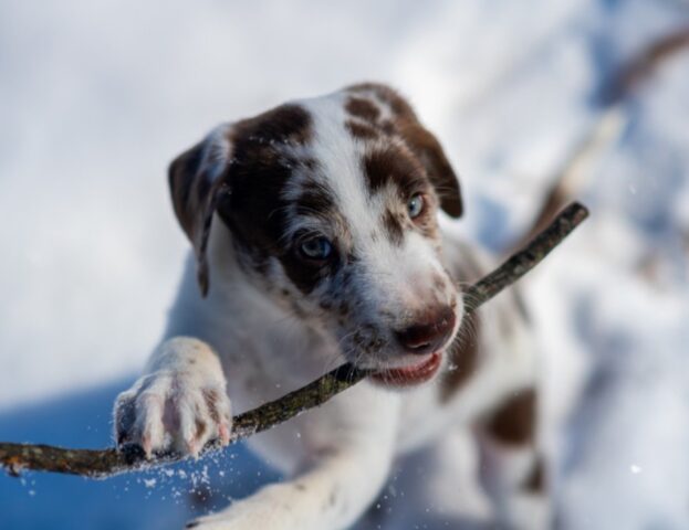 La scienza dice che devi dare al tuo cane qualcosa da masticare: può fargli bene in modi che non immagini