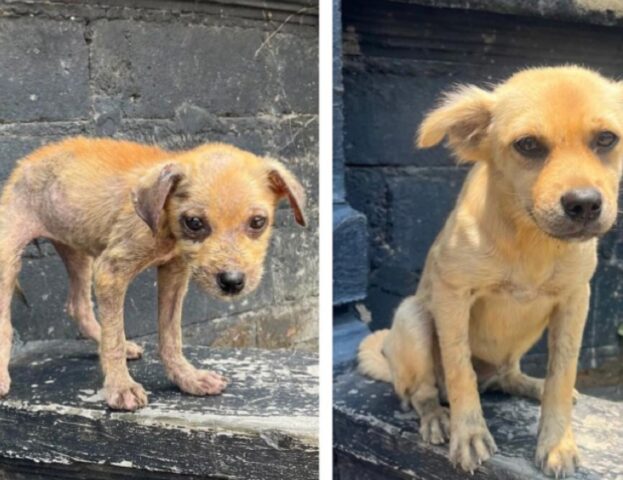 L’amore è: 5 foto di cani prima e dopo il salvataggio, completamente trasformati e finalmente rinati dopo il dolore