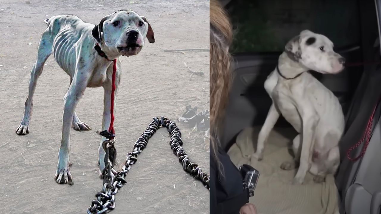 Cane liberato dalla catena