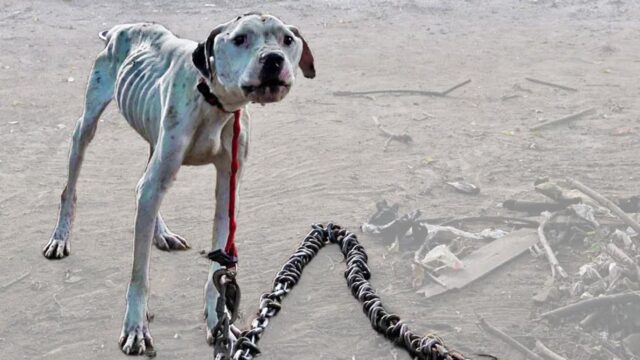 Legato a una catena pesantissima, questo cane magrissimo faticava a vivere: poi è cambiato tutto – Video