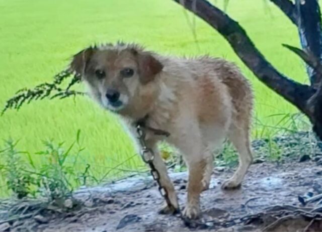 L’hanno trovata così, i lamenti di una cagnolina incinta legata a un albero risuonavano sotto la pioggia battente