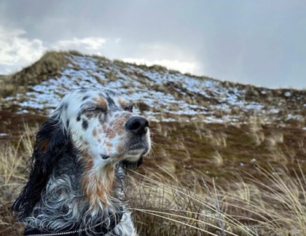 Li vedete tutti? Queste 5 foto di cani perfettamente mimetizzati vi metteranno (più o meno) alla prova