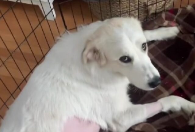 Lo hanno dato via perché era paralizzato: nessuno credeva a quello che è successo a questo cane