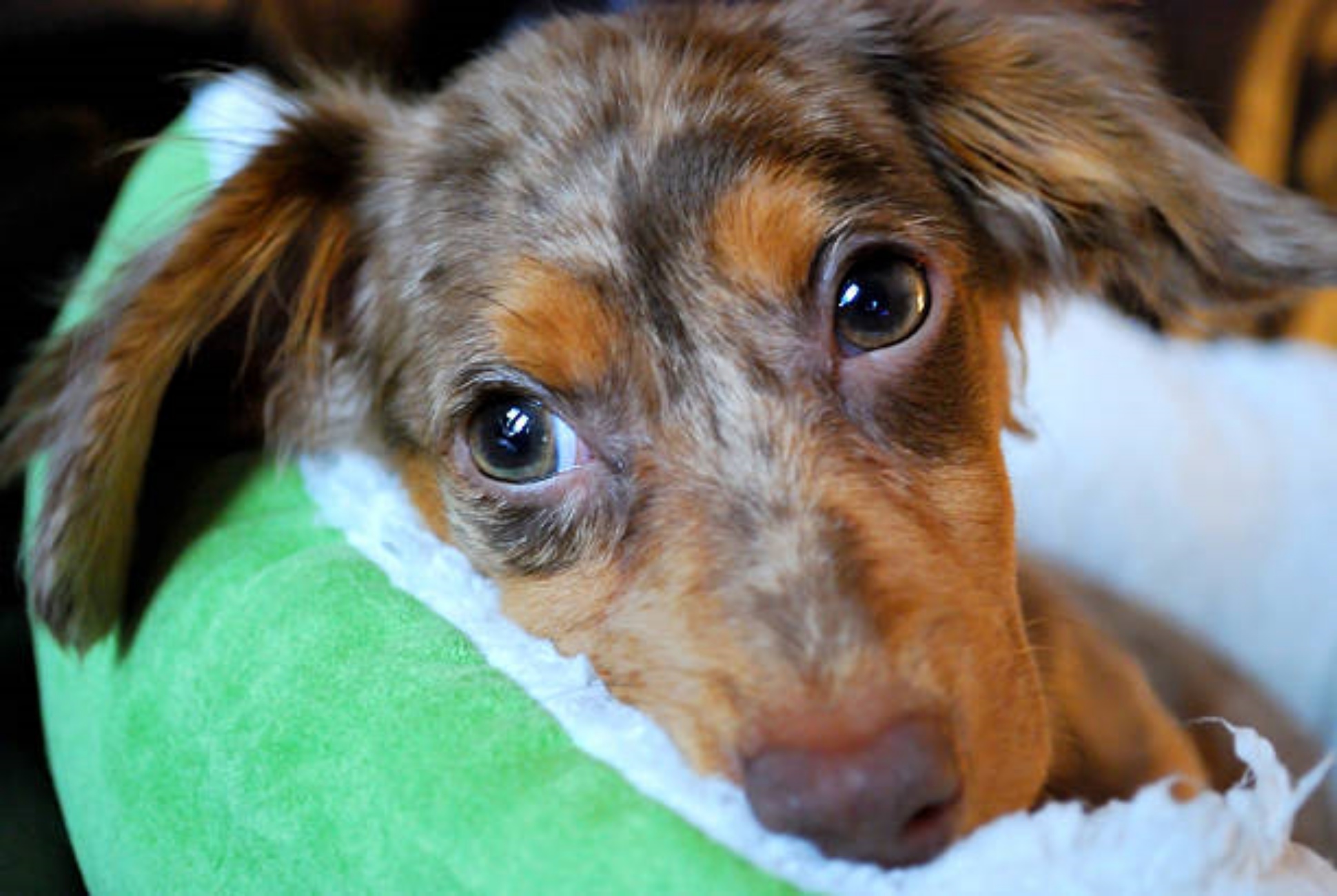 cagnolino incrocio due razze piccole