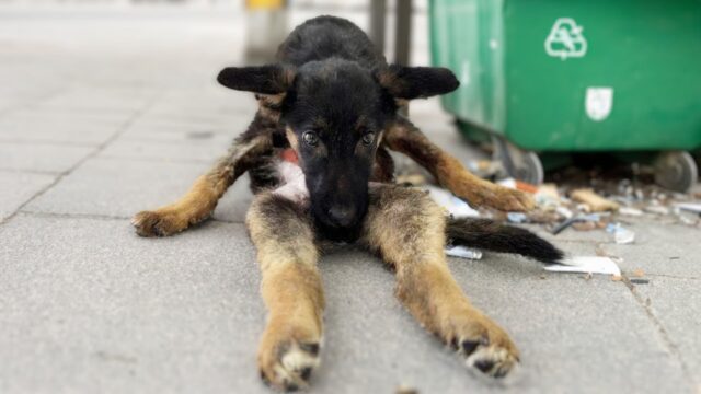 Lo hanno trovato accanto alla spazzatura, in una posizione strana e visibilmente sofferente: al cane serviva subito aiuto – Video