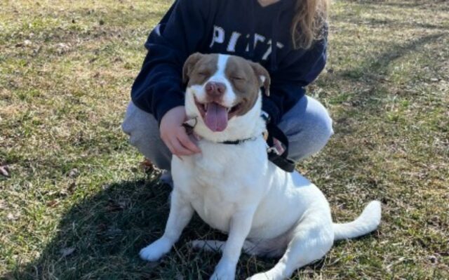 Lo vedono e non ci pensano due volte: questa coppia adotta subito il cane più anziano del canile