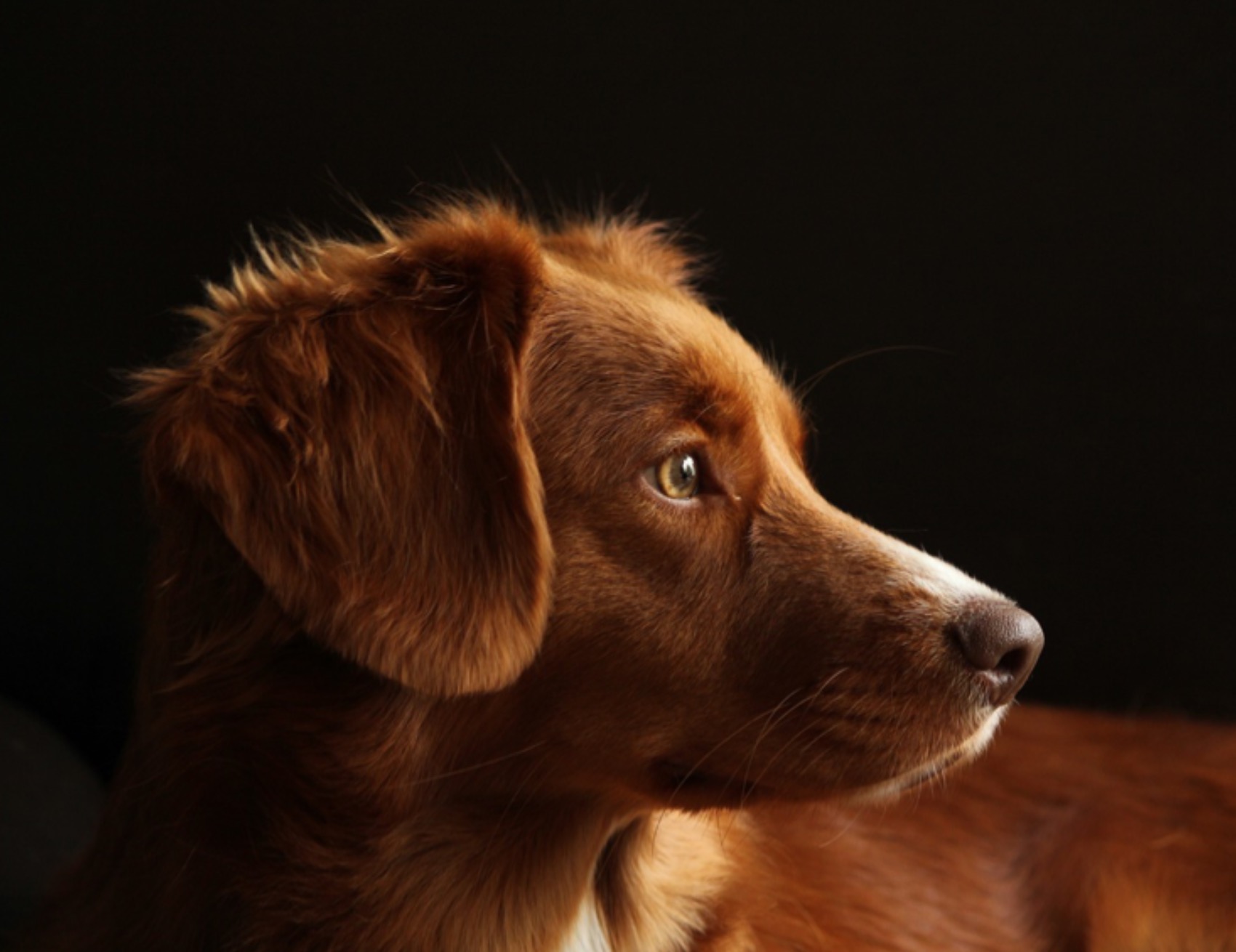 Cane guarda a lato