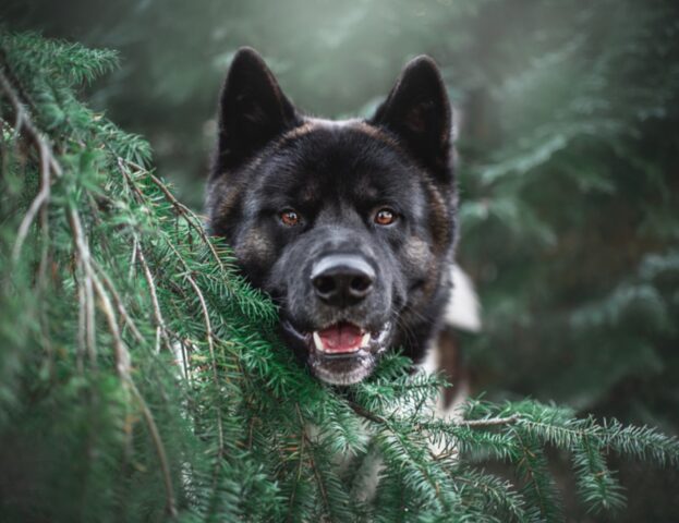 Ma la razza del cane può davvero influire sul suo carattere e sul suo comportamento?