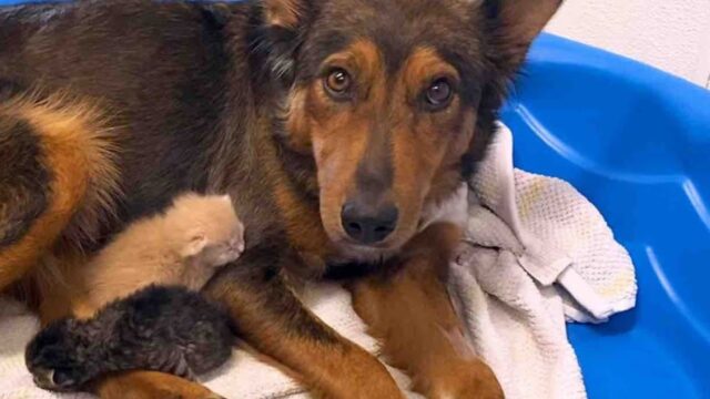 Mamma cane che ha perso i suoi cuccioli è rimasta con il cuore spezzato finché non sono arrivati nuovi cuccioli per lei – Video