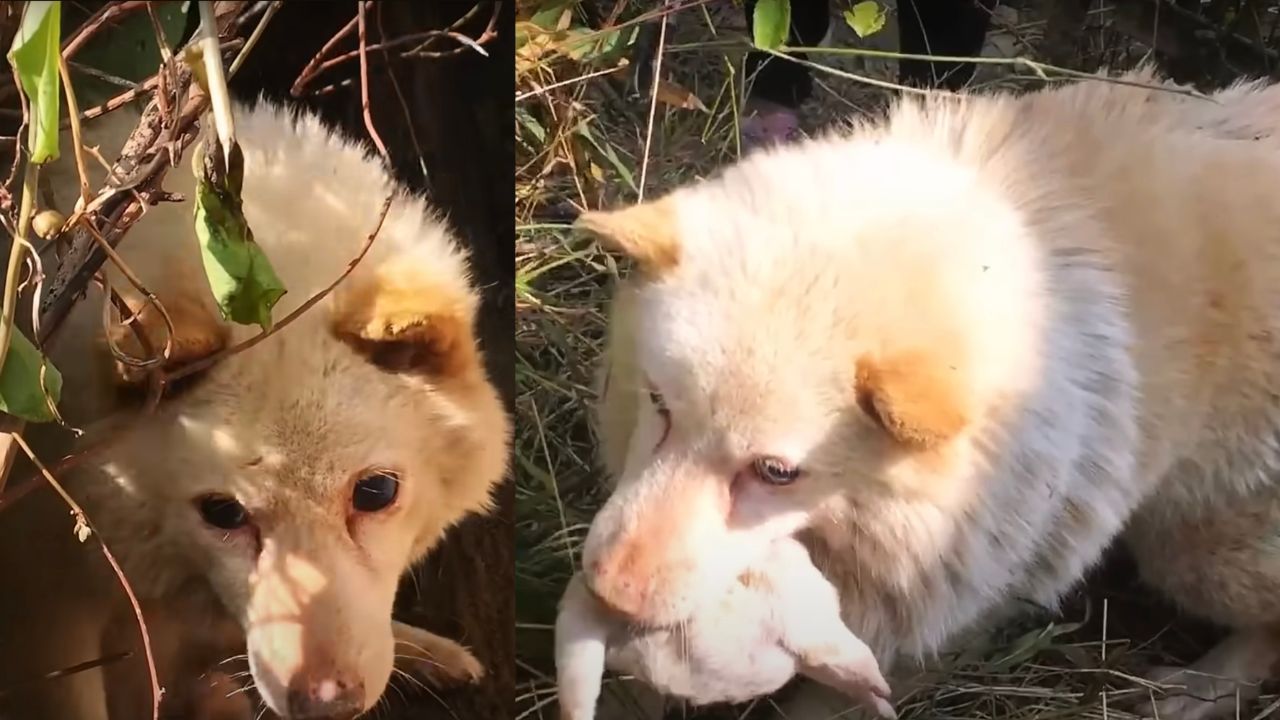 Mamma cane implora di salvare il suo cucciolo