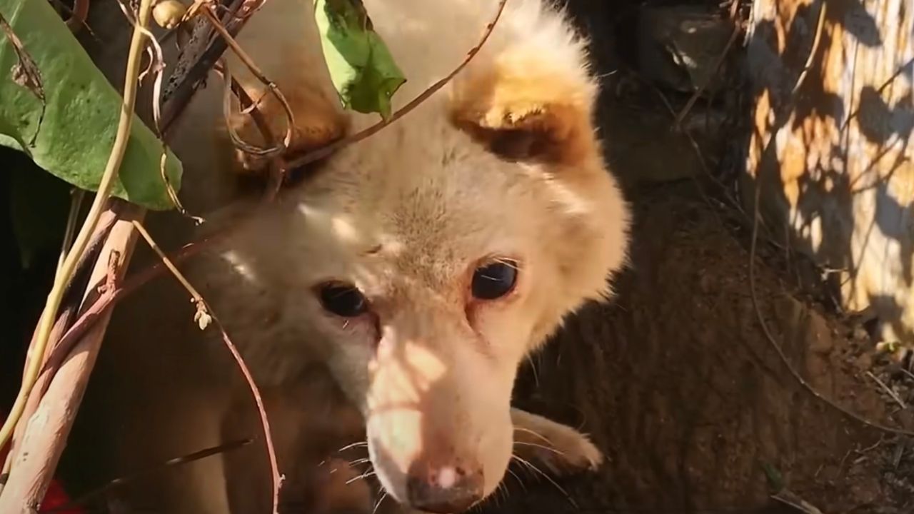 Cane di grossa taglia