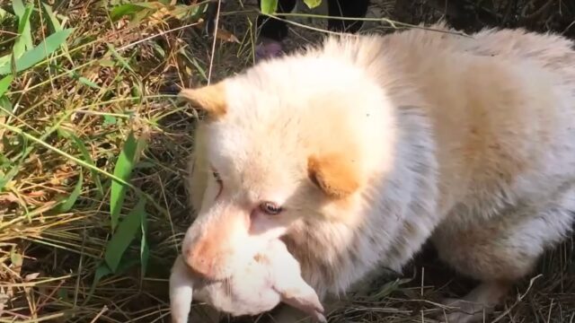 Mamma cane era esausta e teneva il suo cucciolo davanti a sé, nella speranza che qualcuno li avrebbe presto salvati – Video