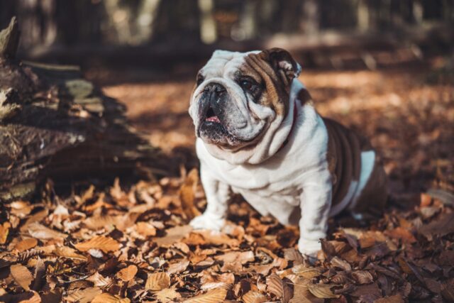 No a Carlini, Bulldog e Shih-tzu: questo Paese vuole vietare i cani di queste razze perché “la loro vita è sofferenza”