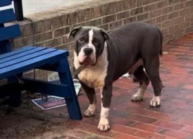 Non riuscivano a credere che fosse successo davvero, invece i padroni di questo cane lo avevano abbandonato così