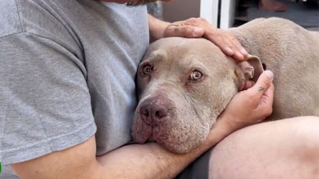 Paralizzato dalla paura e messo a dura prova dalla vita, questo cane scopre per la prima volta cos’è l’amore – Video