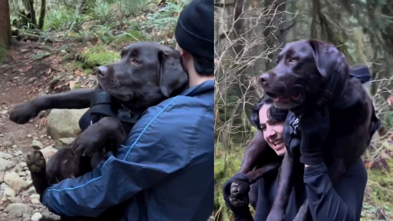 Labrador trasportato in montagna