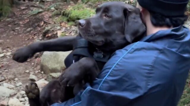 Portano il Labrador a fare un’escursione, ma le cose non vanno affatto secondo i piani