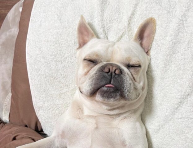 Pura tenerezza e tanto amore: queste 5 foto di cani che dormono vi faranno rilassare immediatamente