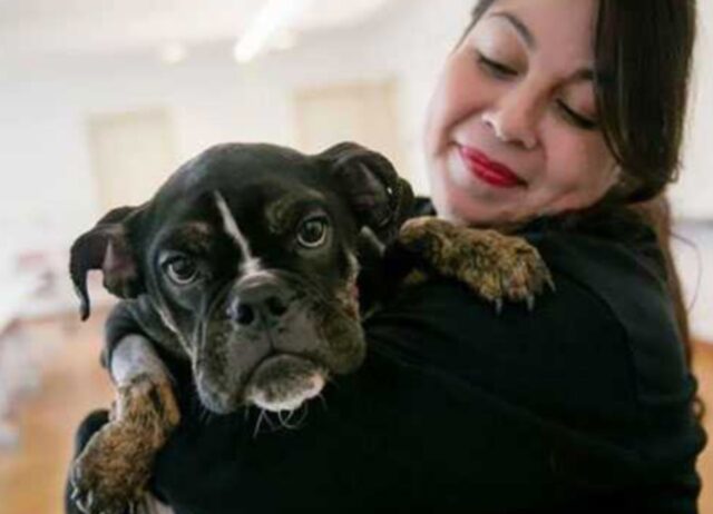 Quando lo hanno visto, in condizioni pietose, pensavano non ci fosse più nulla da fare. Invece il cane si è trasformato