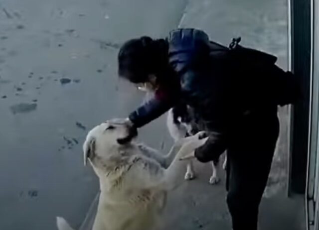 Questa donna si ferma a ogni angolo per dimostrare ai cani randagi che anche loro sono importanti e contano