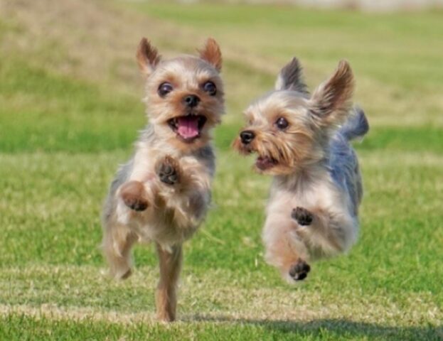 Queste 5 foto di cani felicissimi di correre vi faranno venire voglia di portare subito il vostro al parco