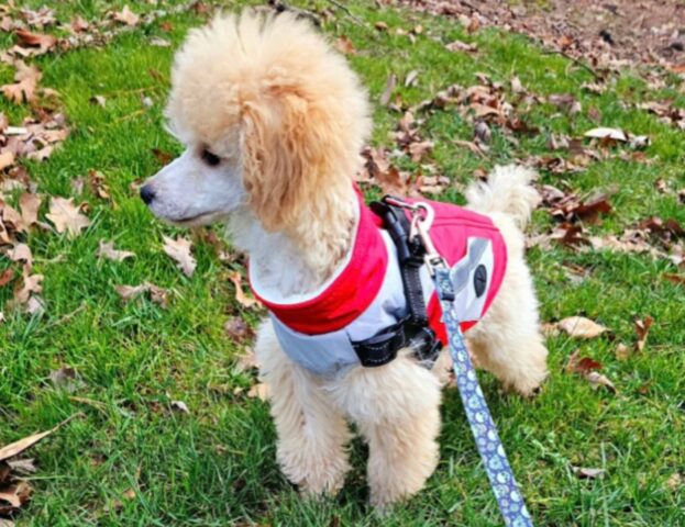 Questi cani sono freschi di toelettatura, ma le foto dimostrano che non per tutti è stato un successo