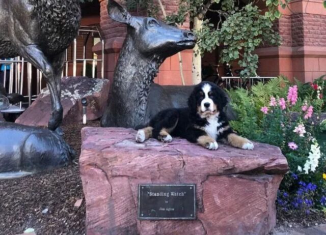 Questo Bovaro del Bernese vive in un hotel ed è diventato l’attrazione principale (e la gioia degli ospiti)