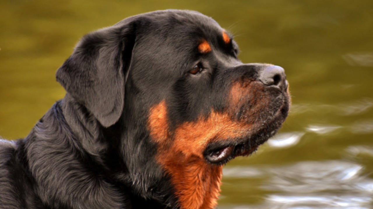 Cane guarda a lato