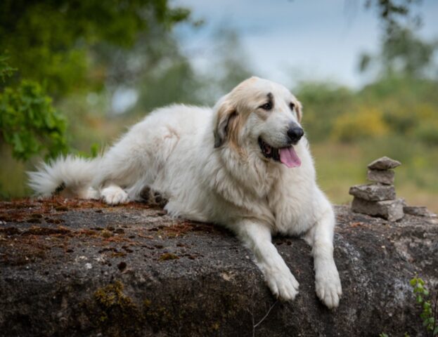 Questo addestratore spiega nel dettaglio come tu potresti aumentare (di molto) l’ansia del tuo cane