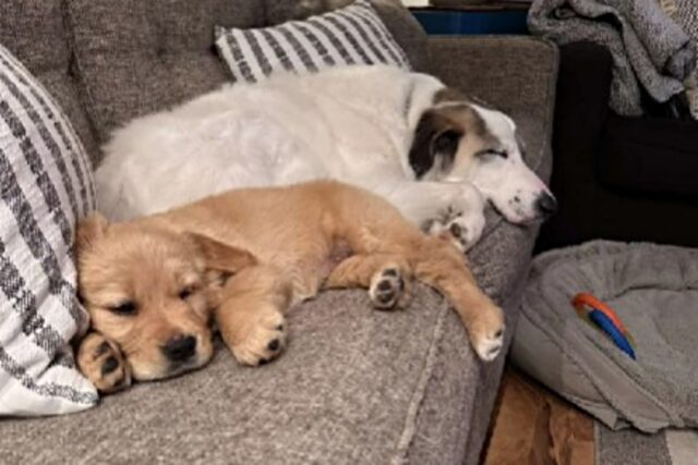 Questo cane amava stare da solo e in disparte, ma l’arrivo di una nuova sorellina ha cambiato il suo modo di fare