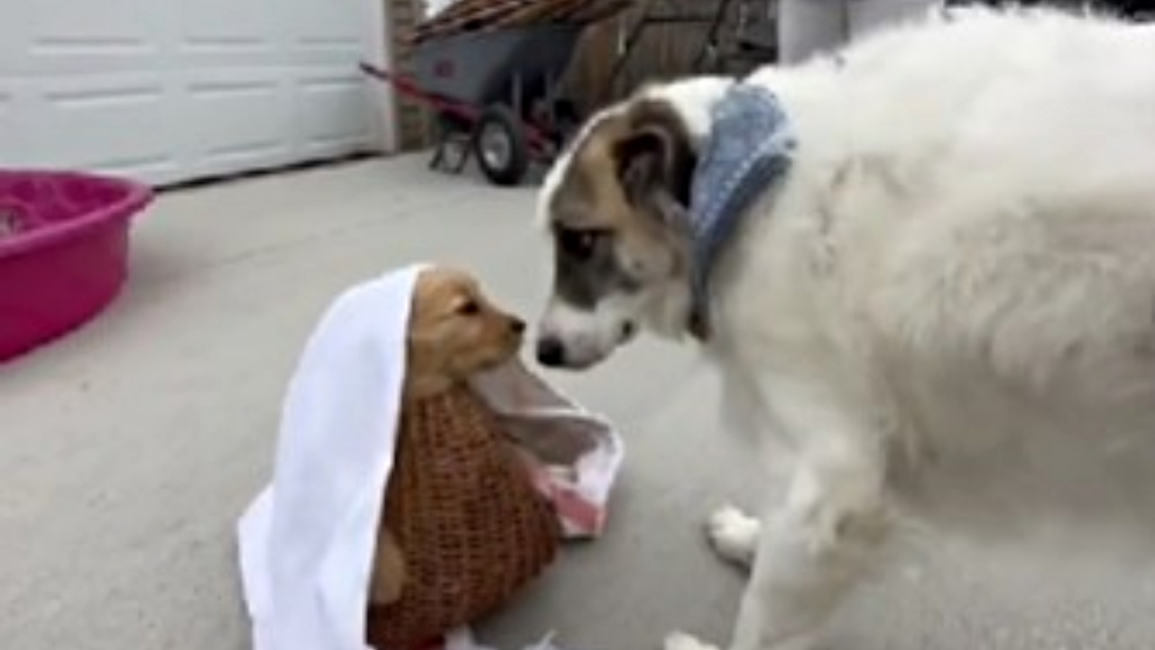 cane incontra nuova sorellina