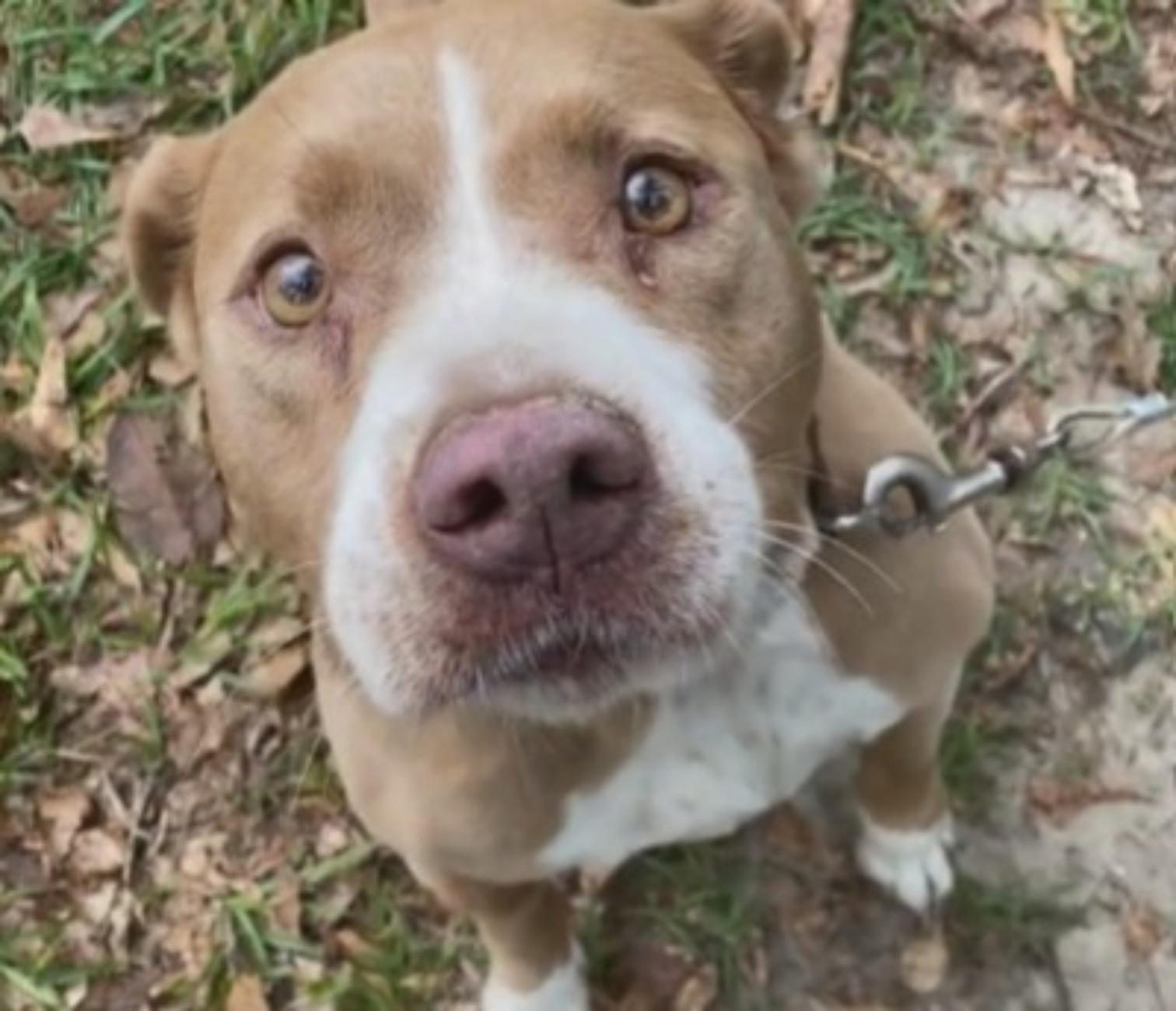 cane terrorizzato dal temporale