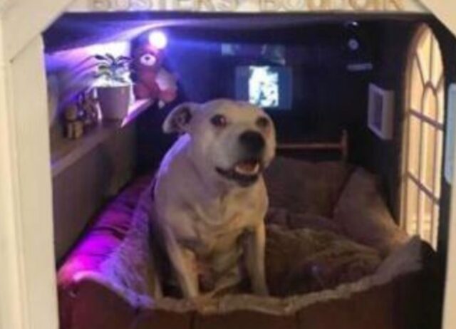 Questo cane ha problemi a fidarsi degli umani, così il suo proprietario costruisce un posto speciale per farlo sentire al sicuro
