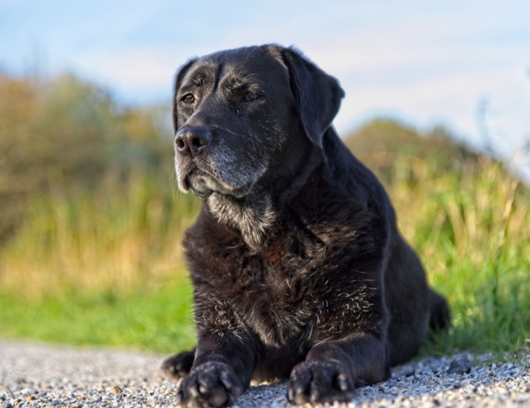 Cane guarda a lato