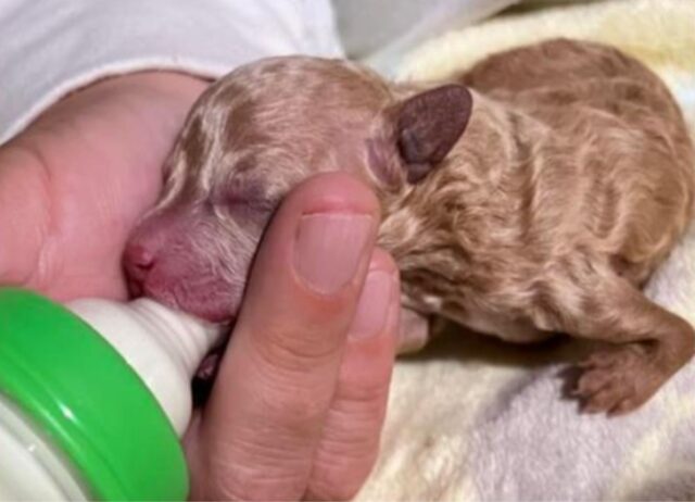 Rifiutato dalla sua mamma, il cucciolo di cane con la zampa deformata si è trasformato in un tenerissimo orsetto