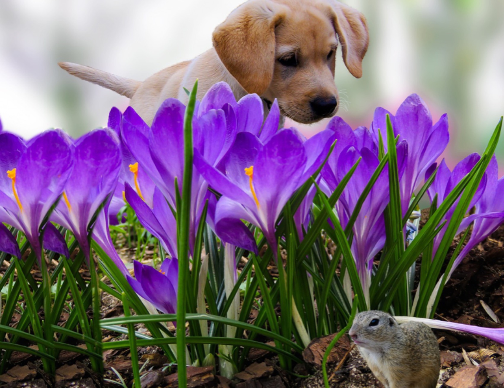 Cane guarda a terra