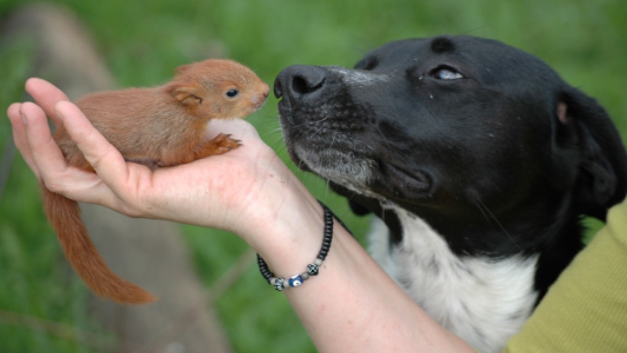 Cane annusa scoiattolo