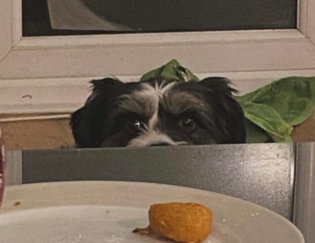 Sanno essere più che convincenti: 5 foto di cani che chiedono cibo e sì, ti faranno sentire in colpa